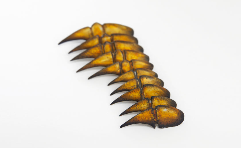 Special Edition — Bestiary: Scarab's Carapace